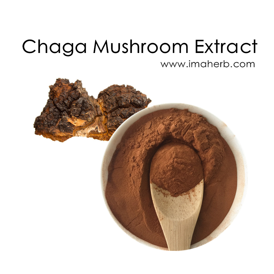 Extrait de Champignon Chaga Bio 10% 50% polysaccharides et 1%-3% Extrait double triterpénoïde