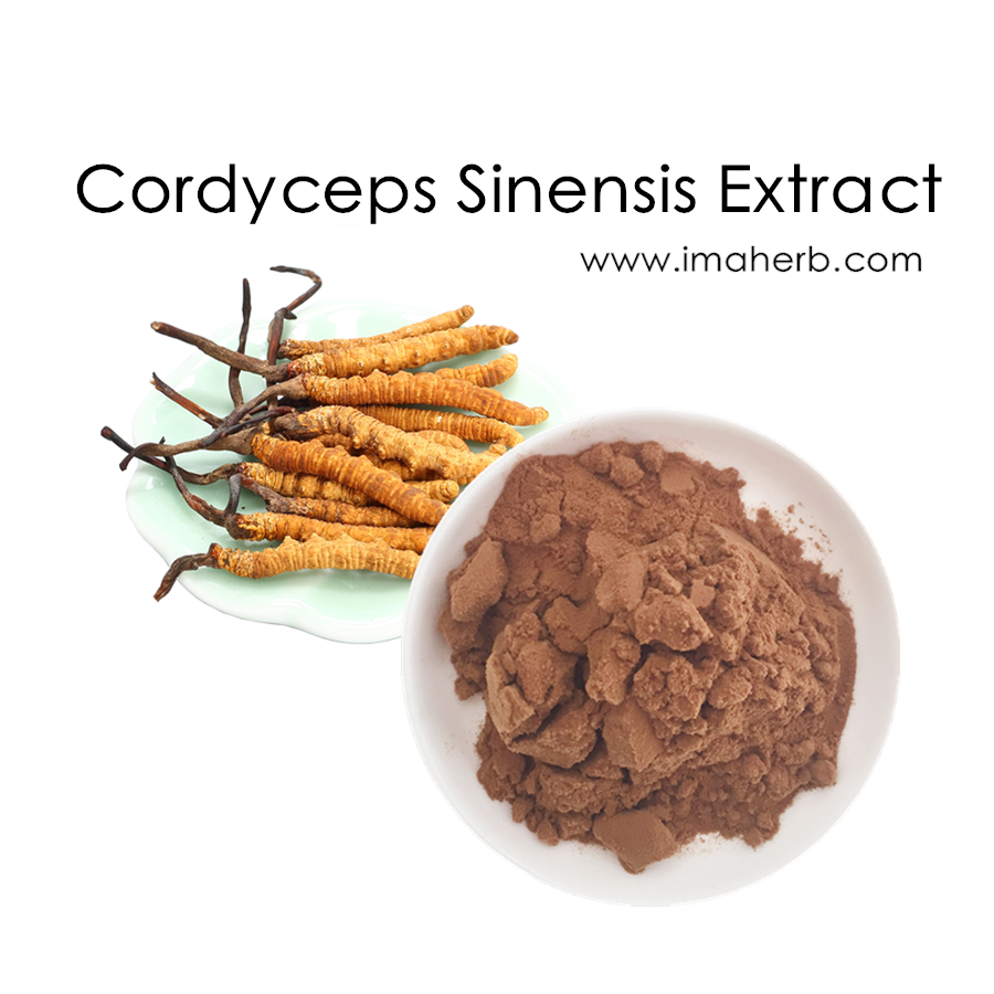 Extracto orgánico de Cordyceps Militaris Cordycepin