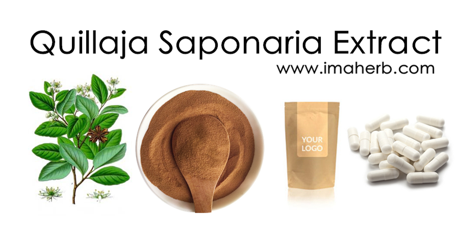 Quillaja (quillaia) Saponaria Extract