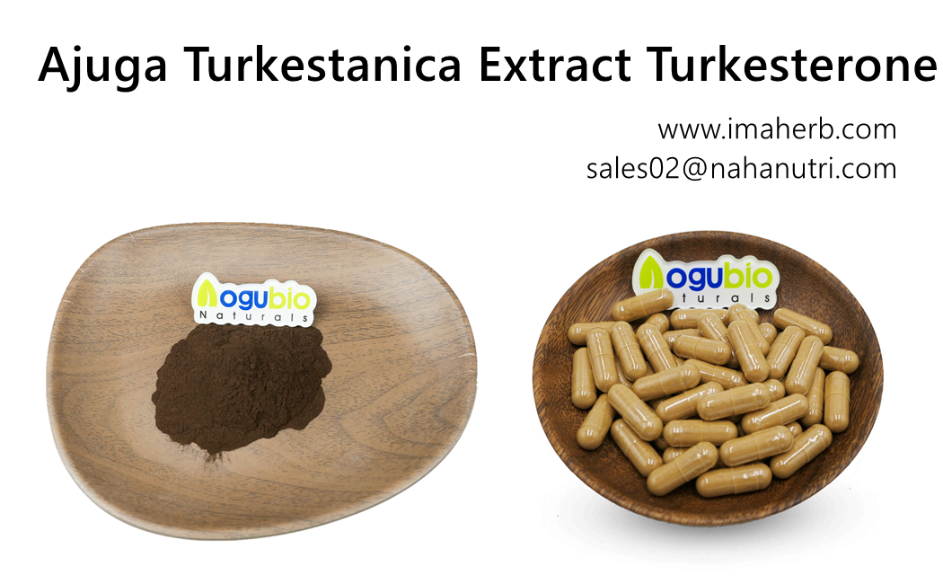 Amazon Hot Sellers IMAHERB Supply OEM Turkesterone en vrac organique de haute qualité 2% 10% Suppléments de capsules pour la musculation Capsule d'extrait naturel d'Ajuga Turkestanica