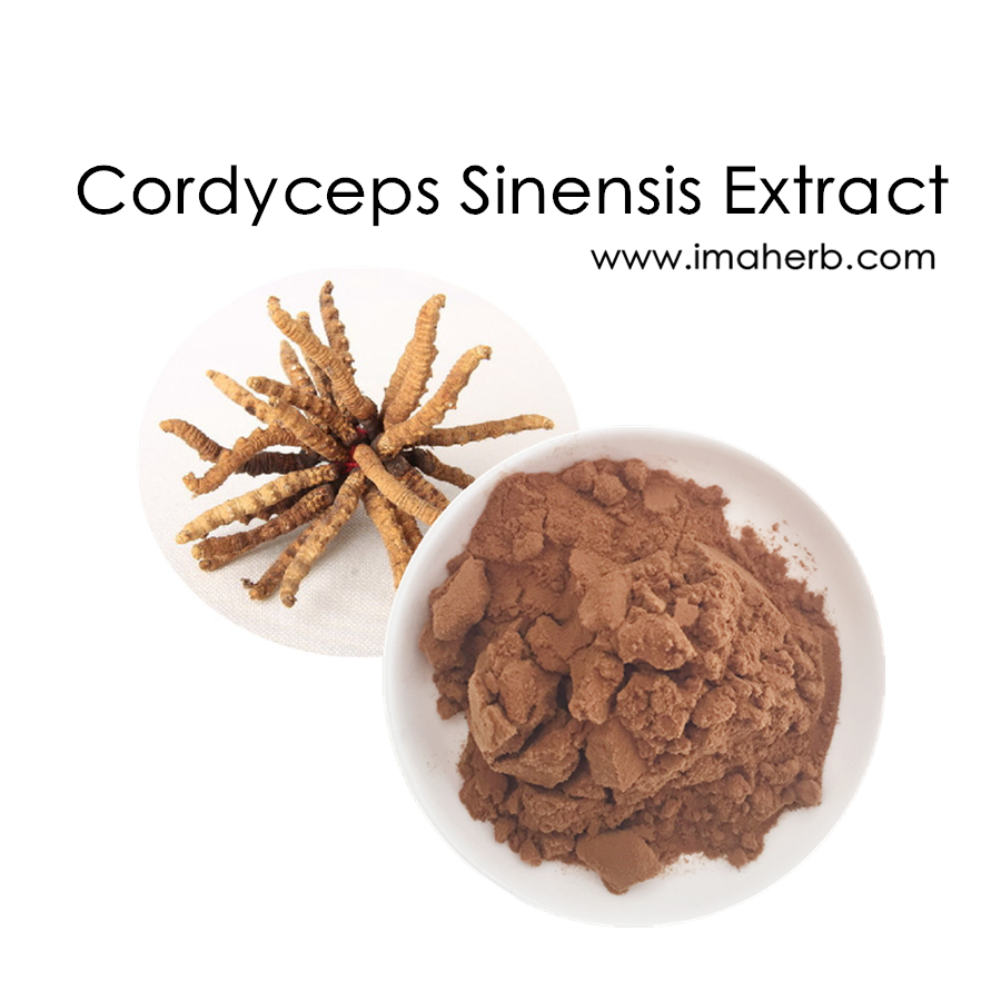 Cordyceps Sinensis organique (CS-4) Extrait de poudre de polysaccharides 30% 50%